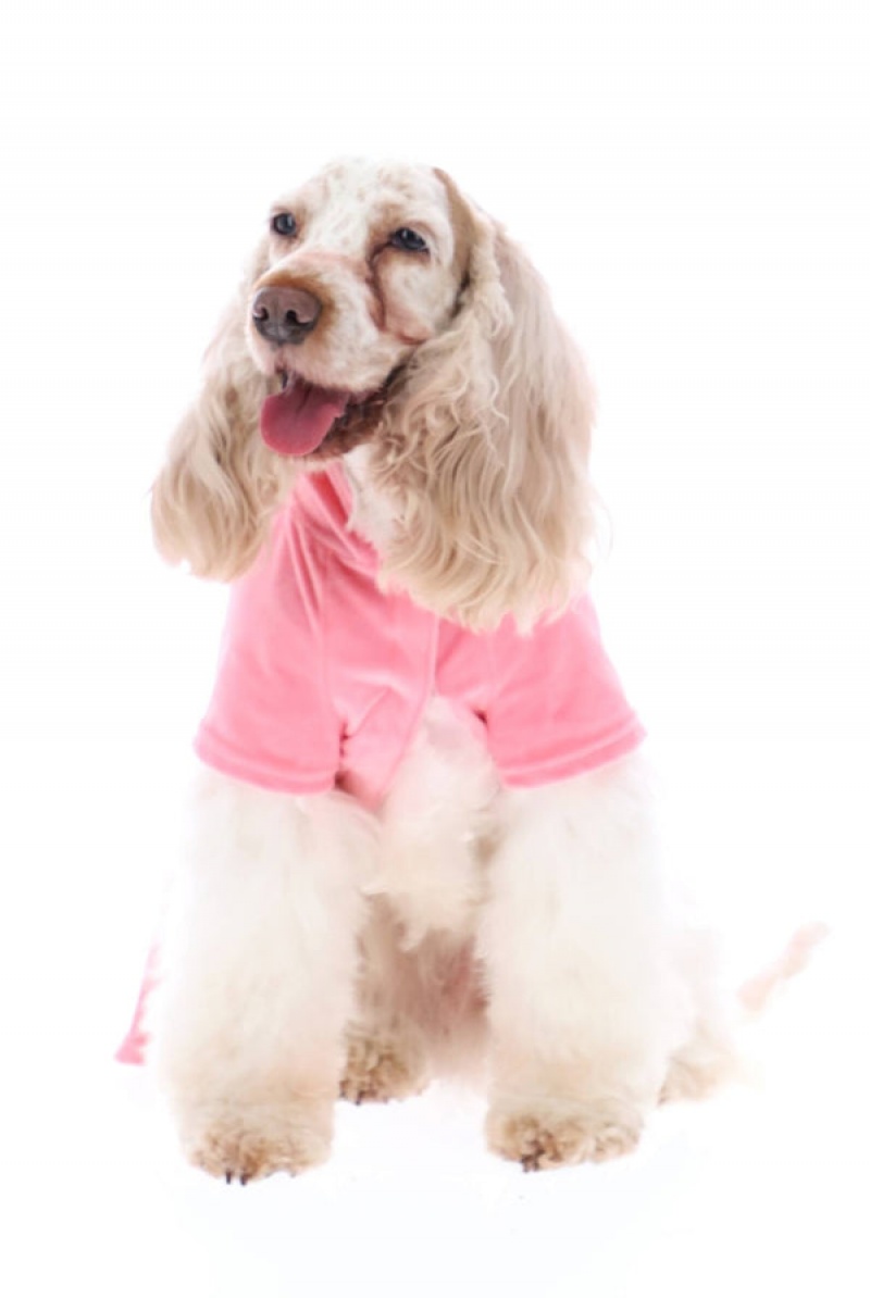 Pink Juicy Couture Pet Velour Tracksuit Xs/S | JC-SN652309